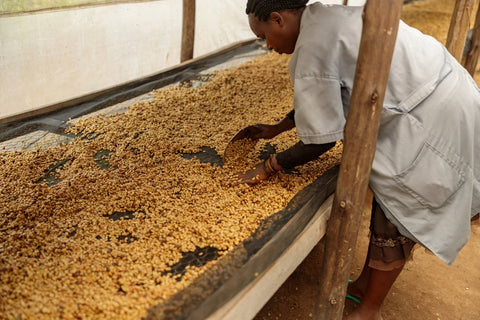 Idido Coffee Trio: 3 Identical Beans, 3 Different Flavor Profiles