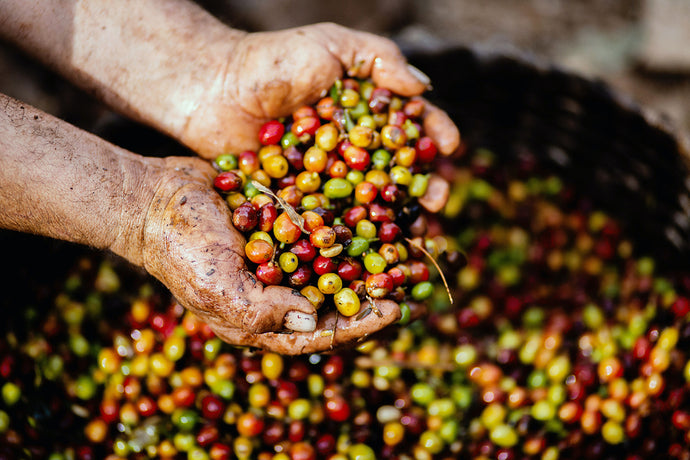 Why Is Colombian Coffee so Good?
