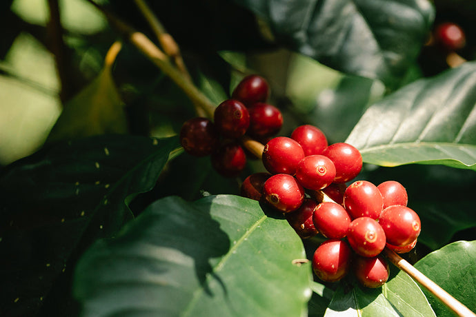 How Organic Coffee Differs From Conventional Coffee Production