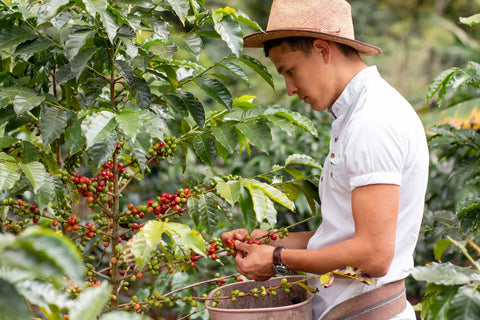 Fair Trade Coffee: Empowering Coffee Farmers and Promoting Sustainability
